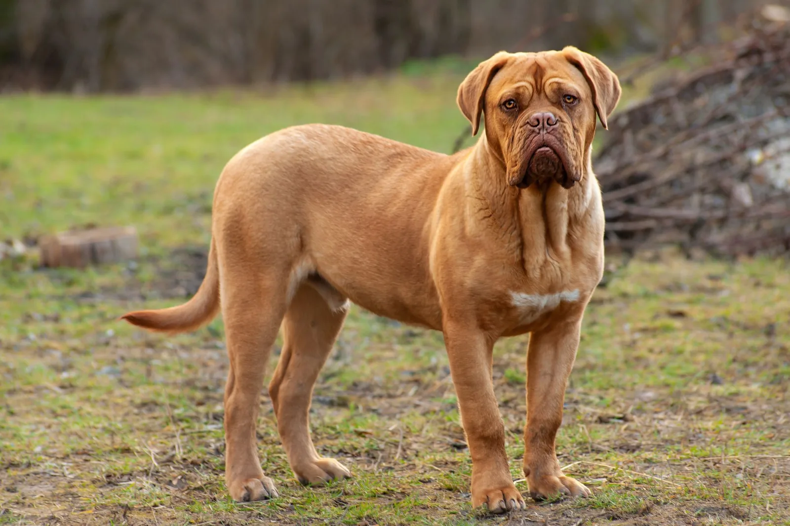 Şah — Fransız Mastiff (Dogue de Bordeaux)