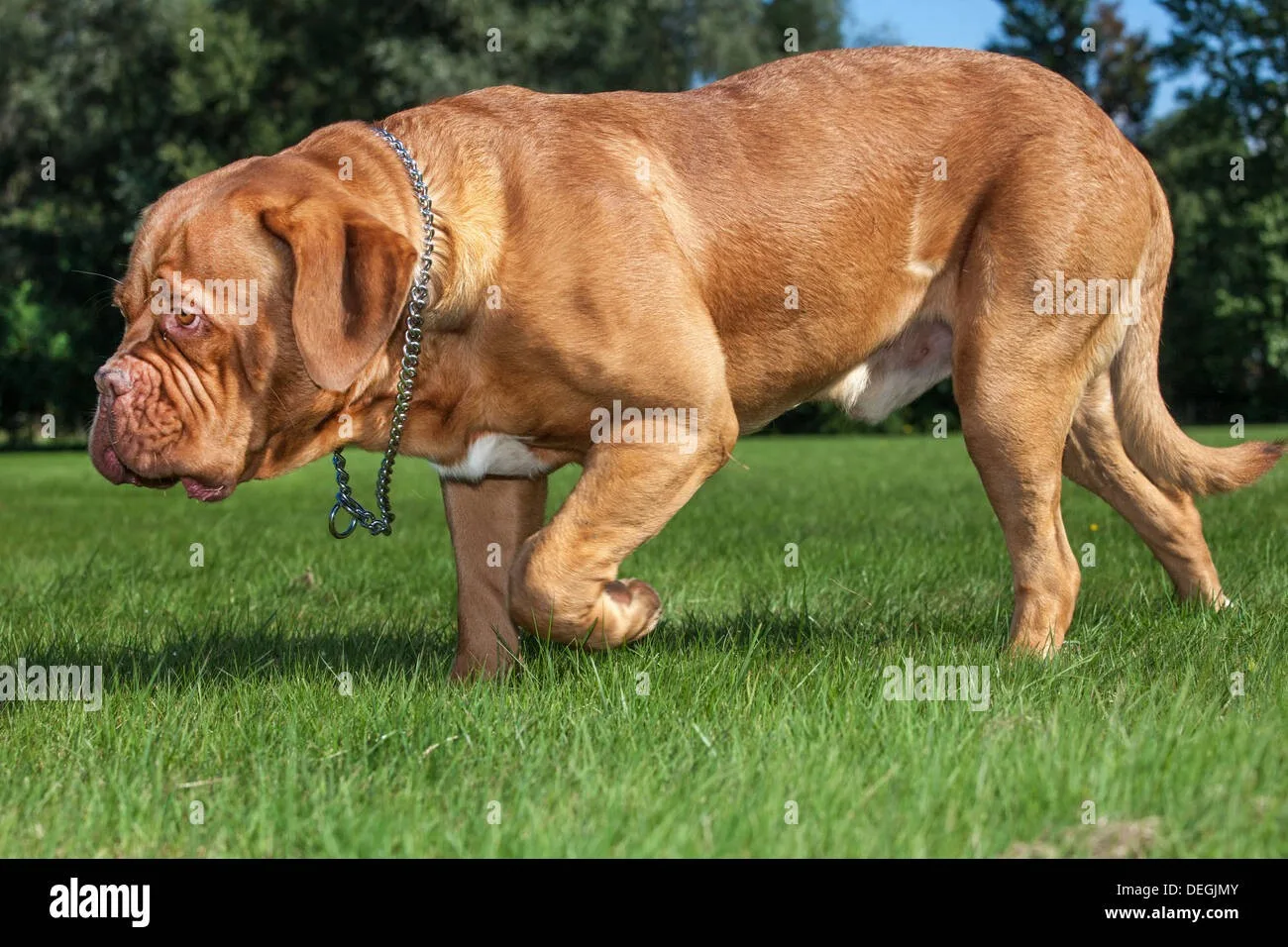 Karabaş — Fransız Mastiff (Dogue de Bordeaux)