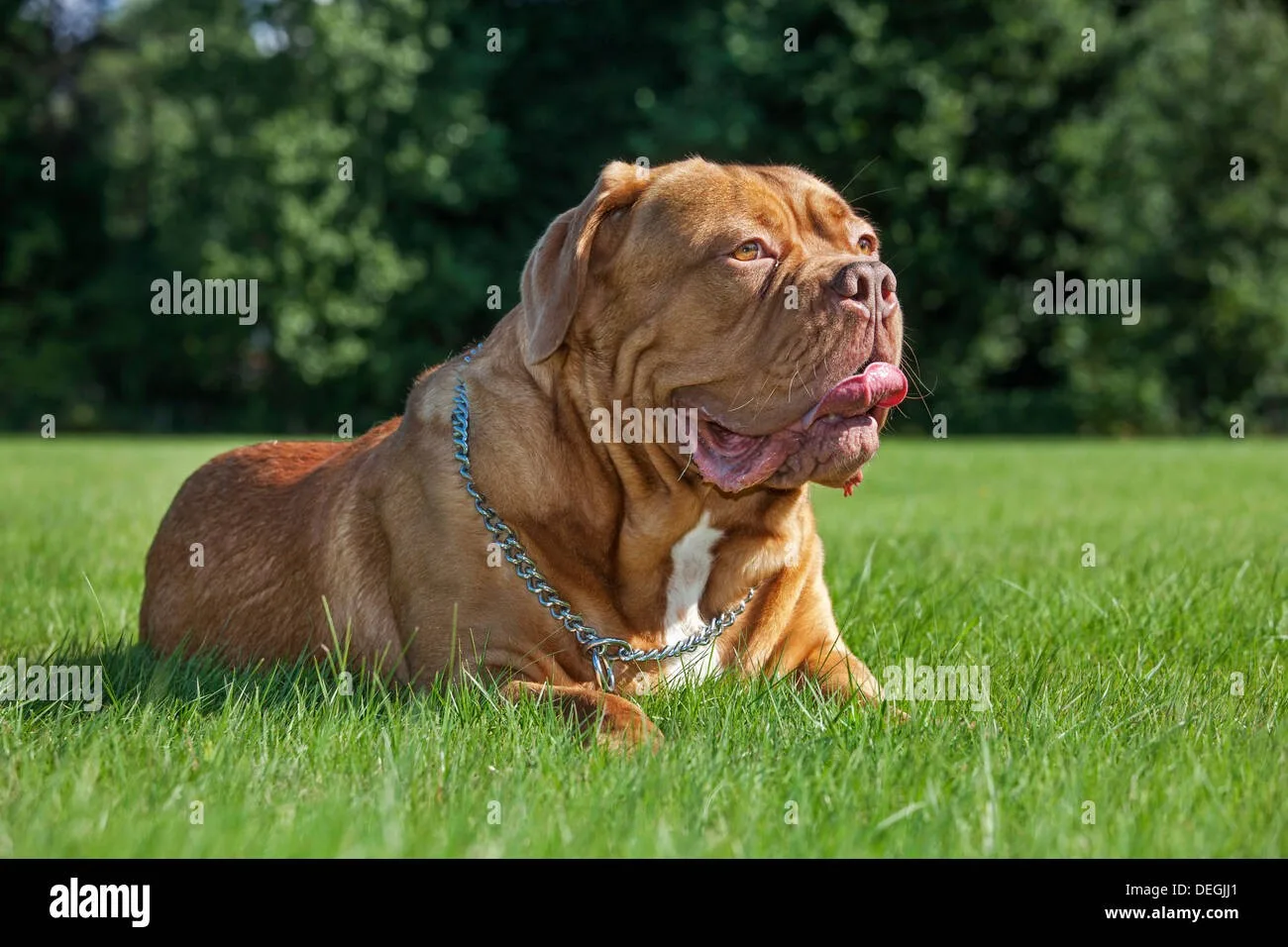 Leo — Fransız Mastiff (Dogue de Bordeaux)