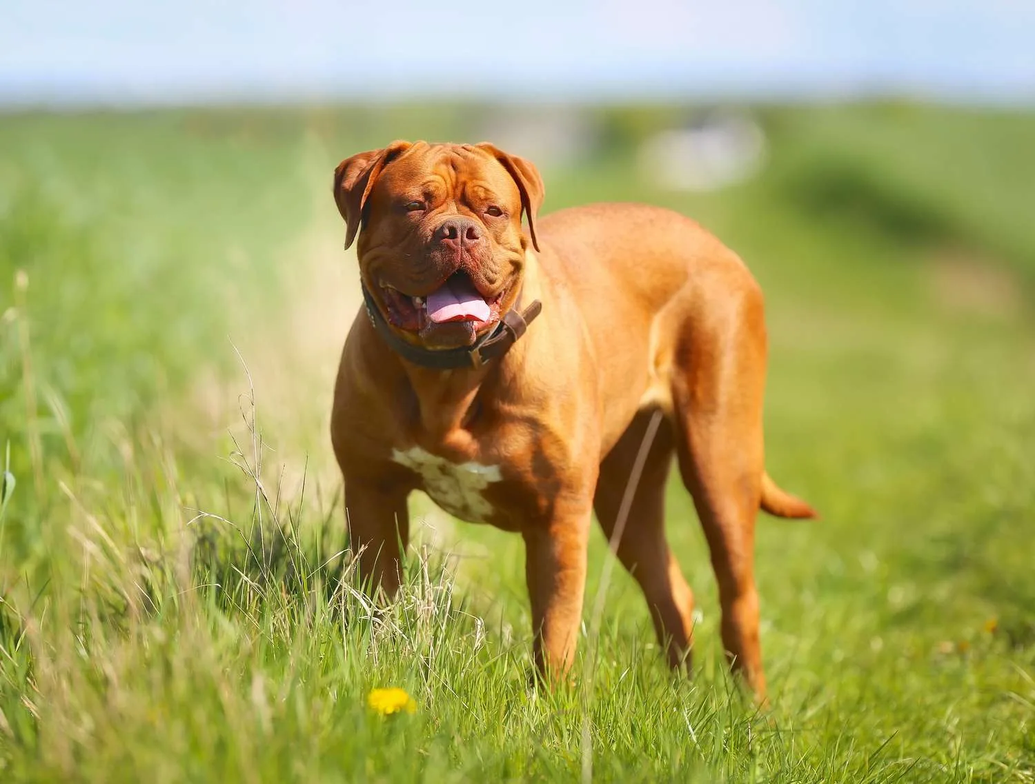 Buddy — Fransız Mastiff (Dogue de Bordeaux)
