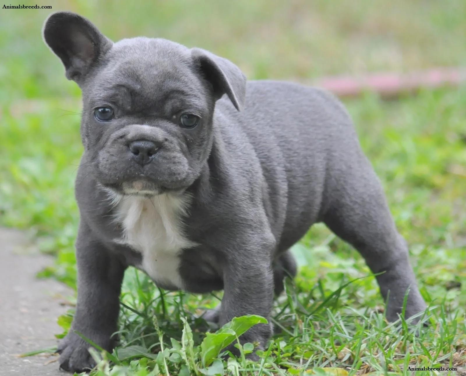 Nala — French Bulldog