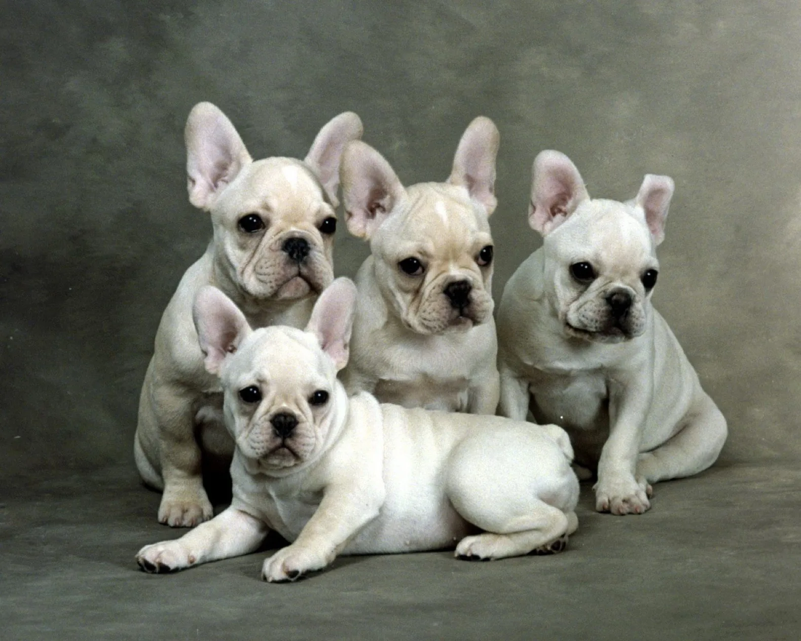 Ponçik — French Bulldog
