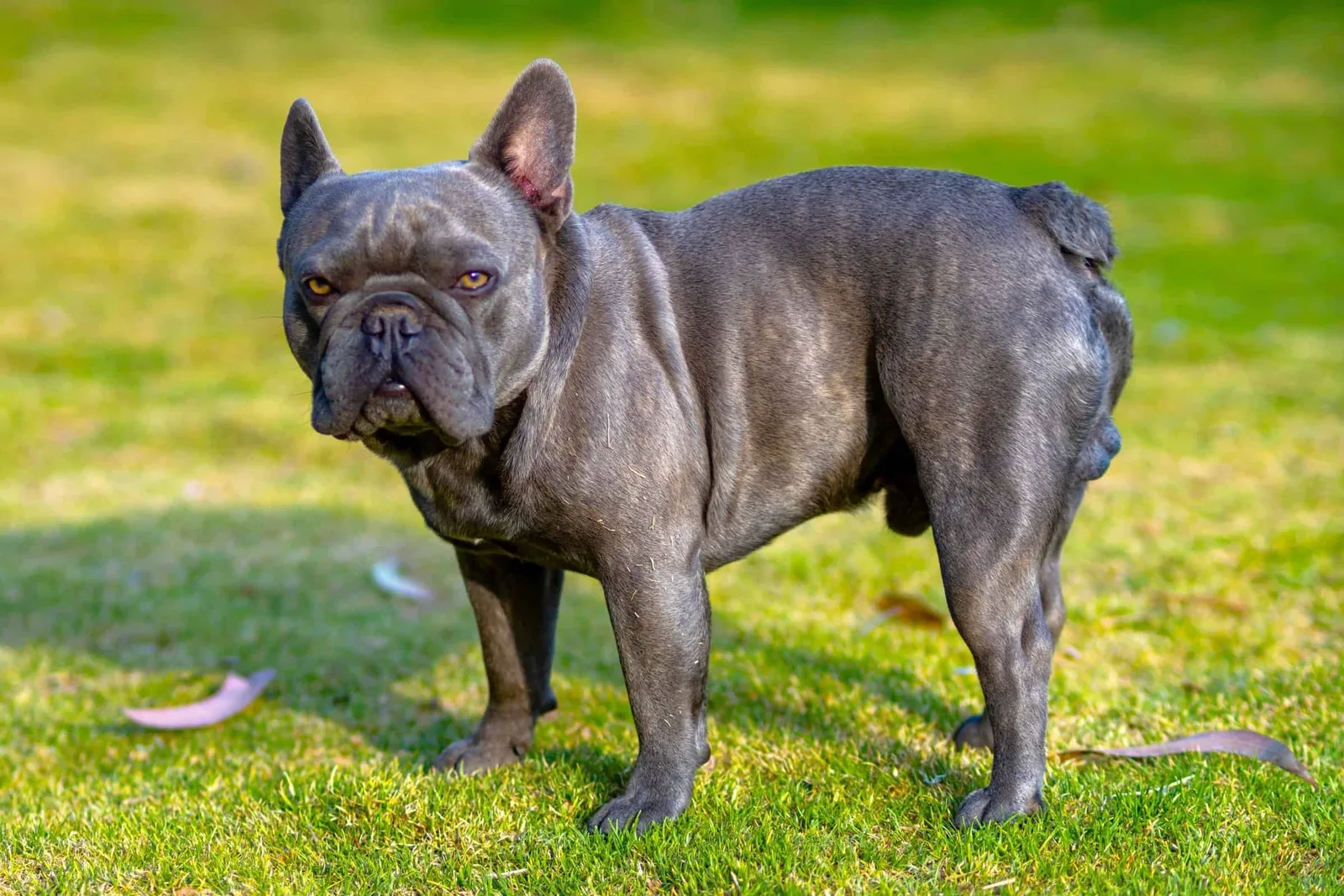 Simba — French Bulldog