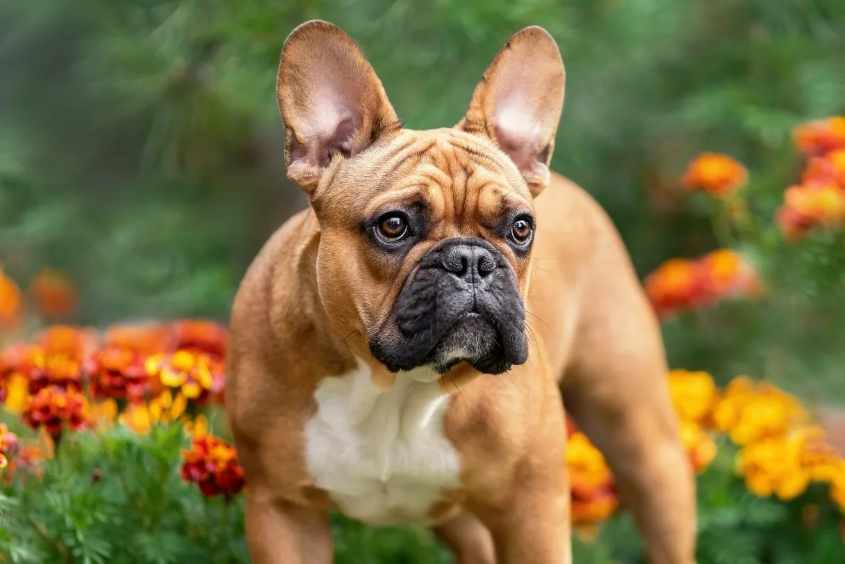 Ceviz — French Bulldog