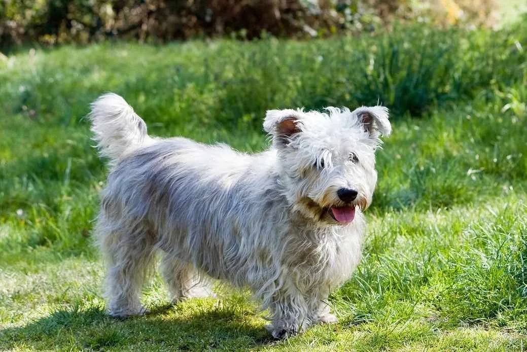 Lokum — Glen of Imaal Terrier
