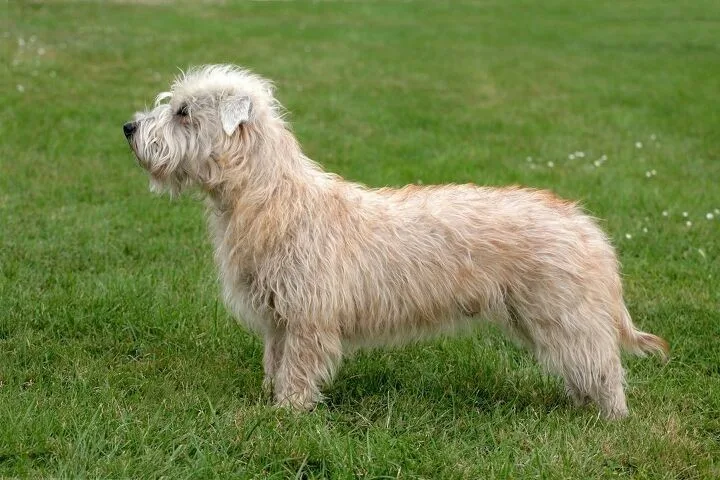 Ares — Glen of Imaal Terrier