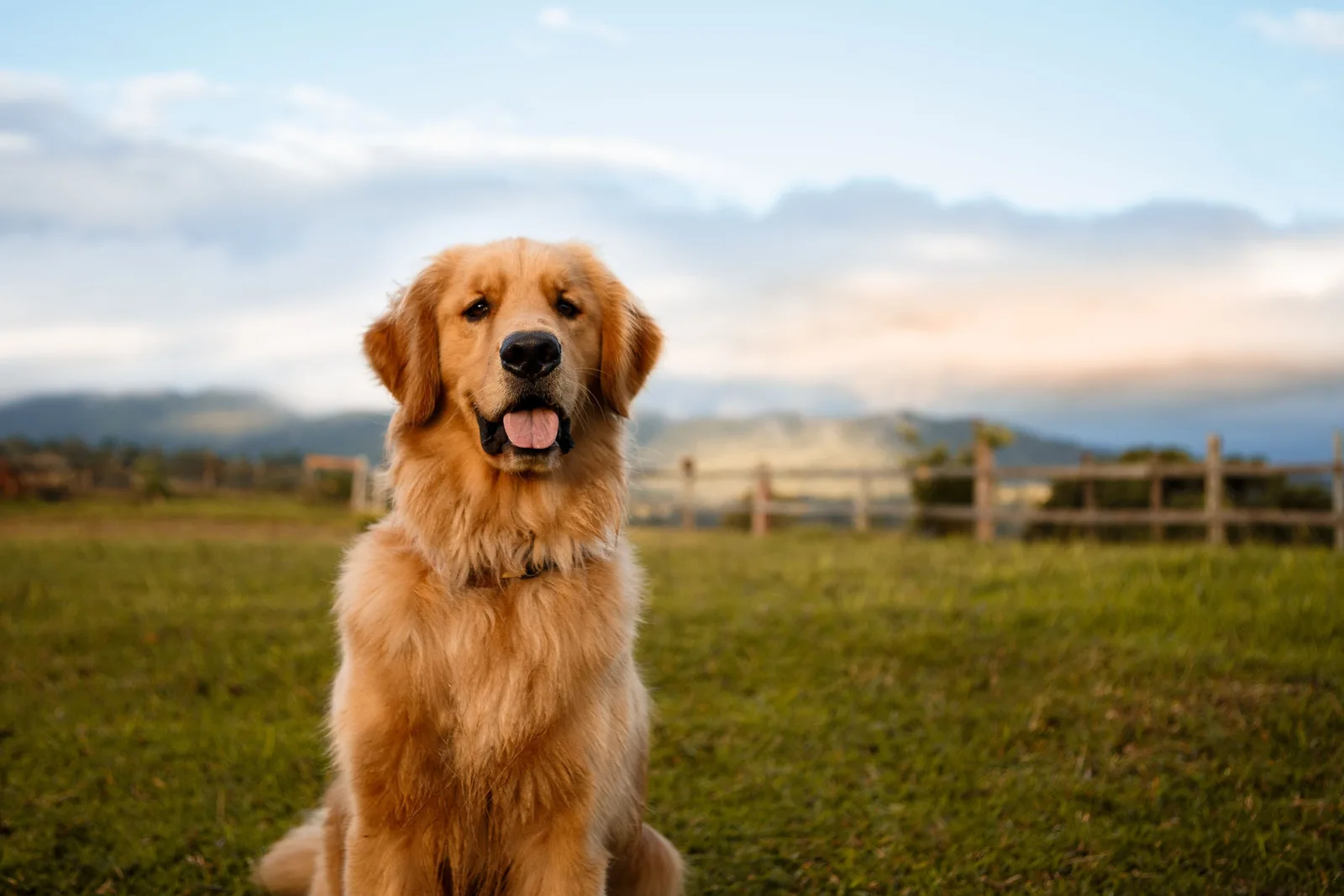 Nero — Golden Retriever