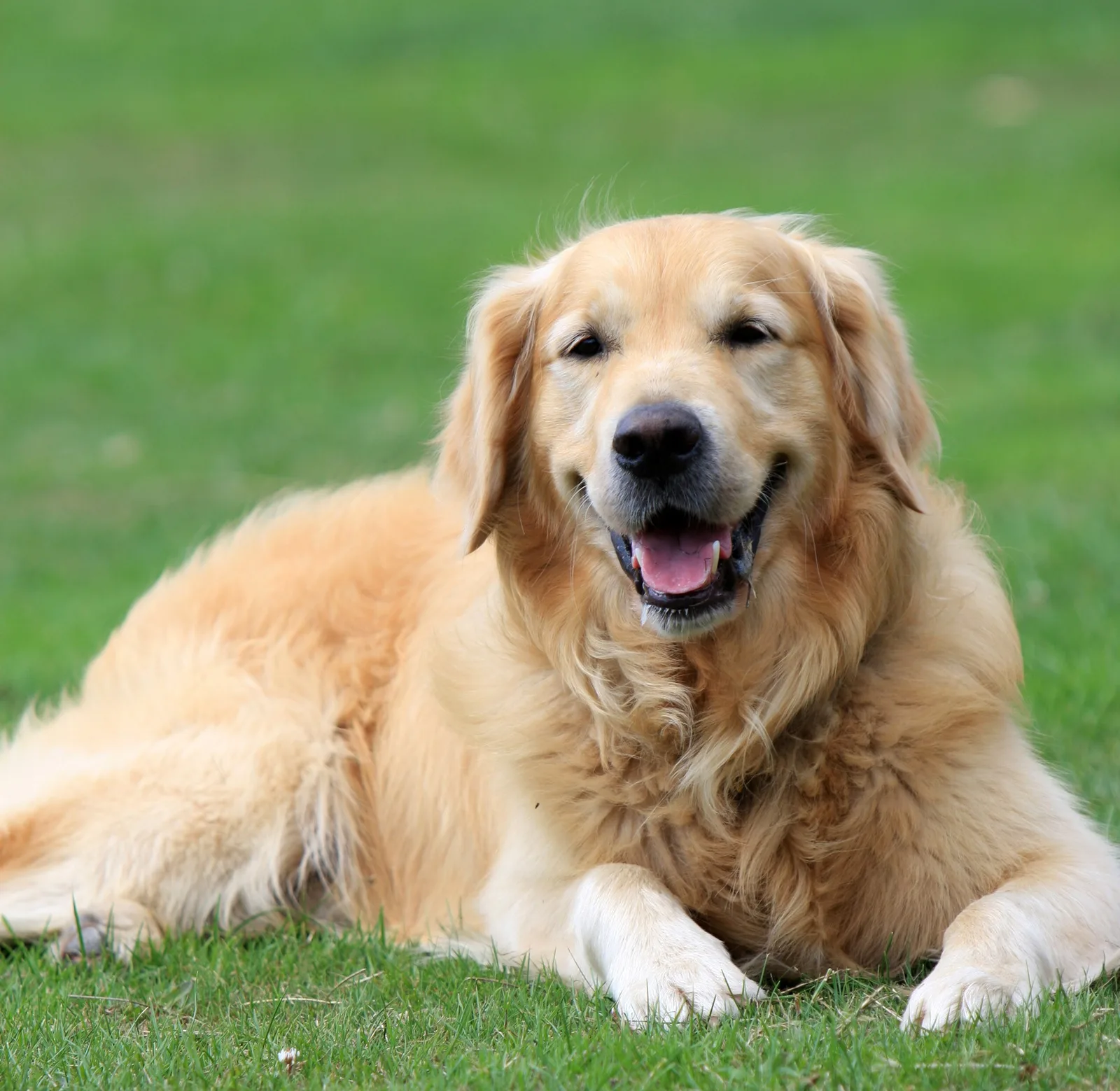 Nala — Golden Retriever