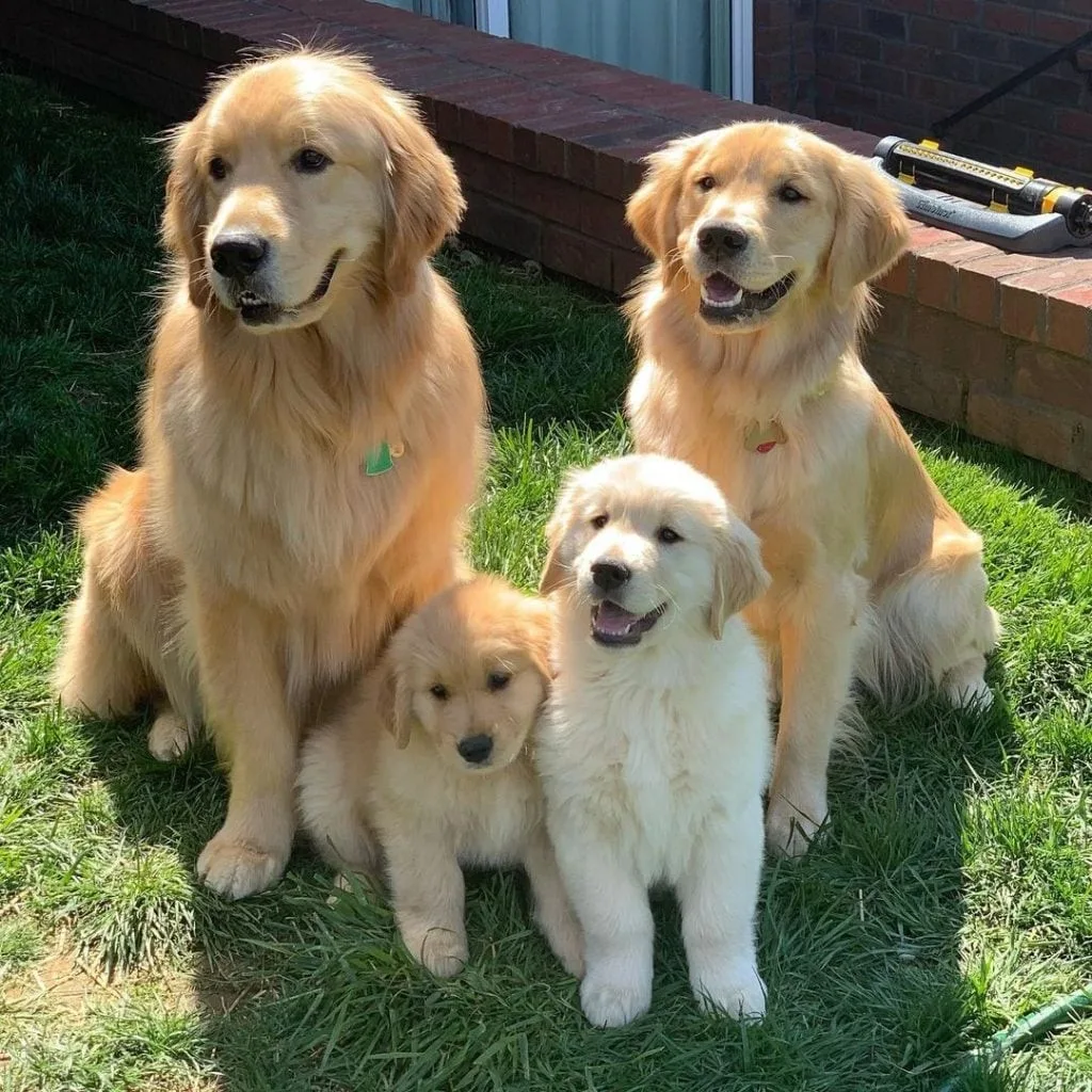 Zümrüt — Golden Retriever