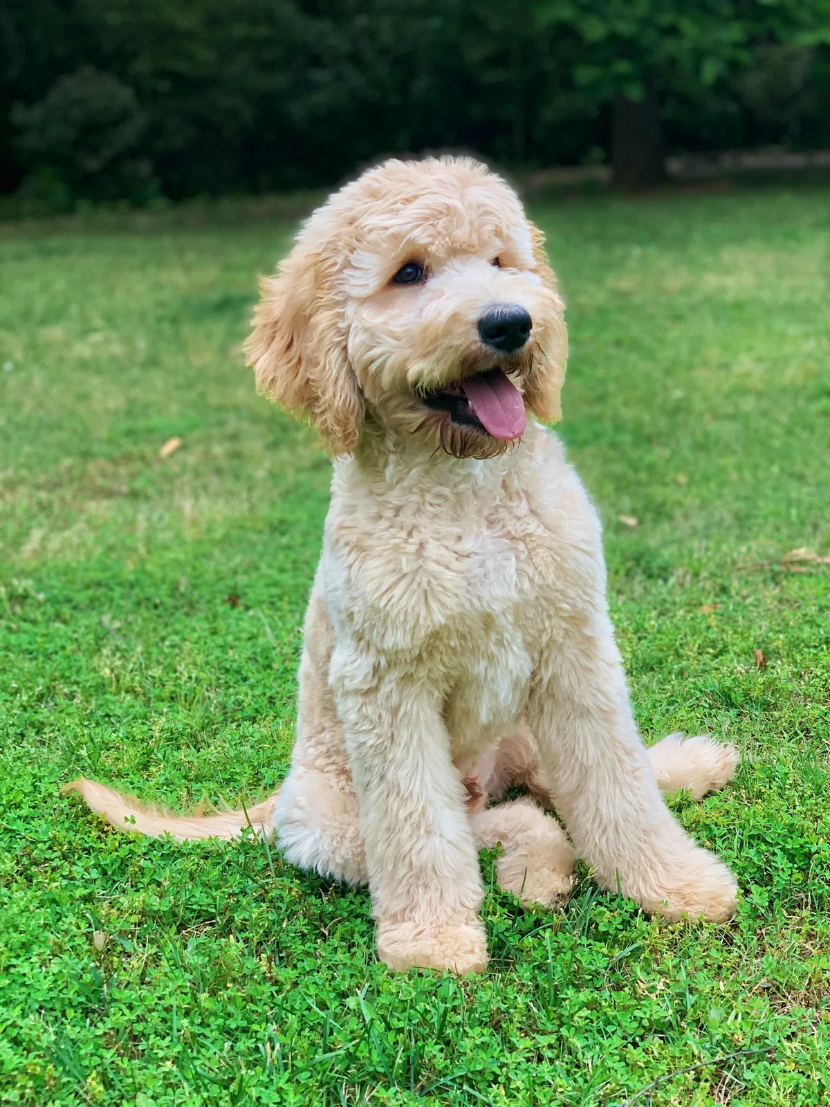 Gökçe — Goldendoodle