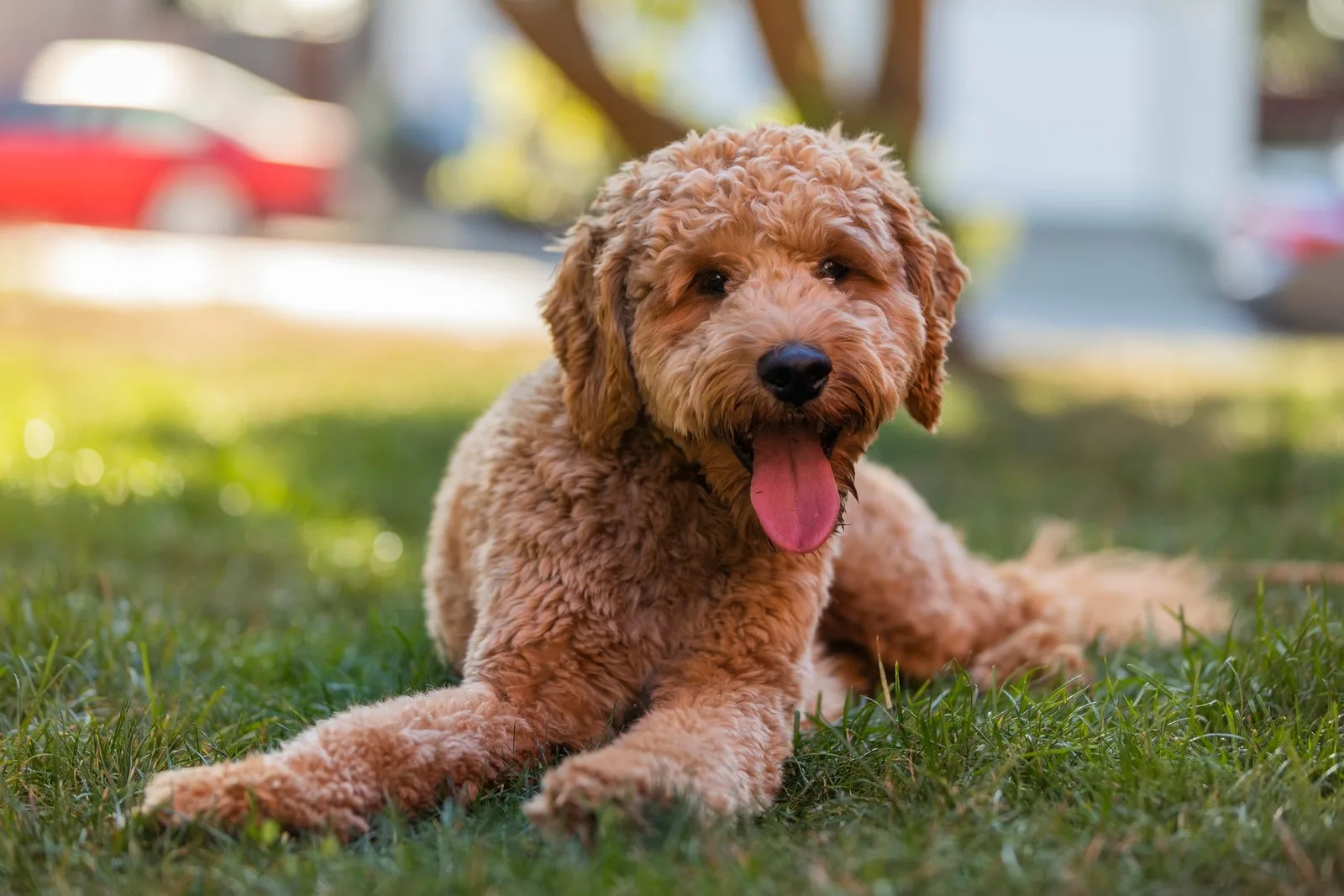 Bobi — Goldendoodle