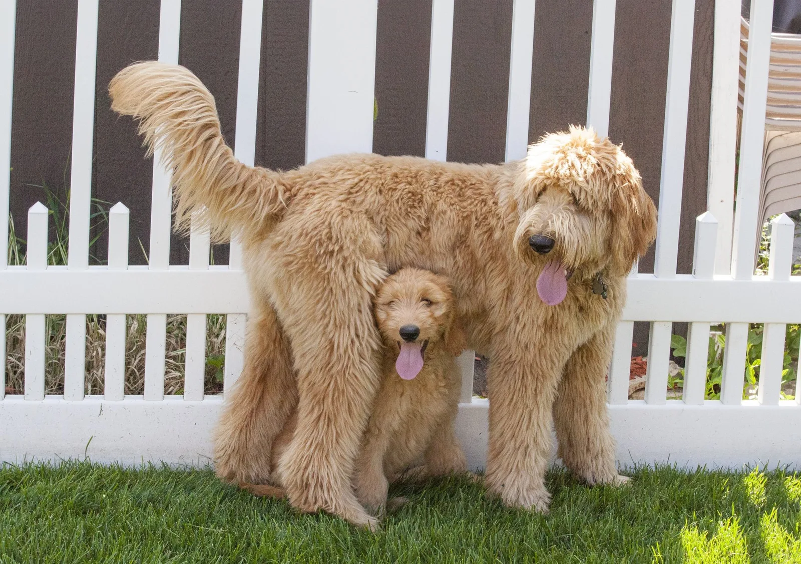 Zeytin — Goldendoodle