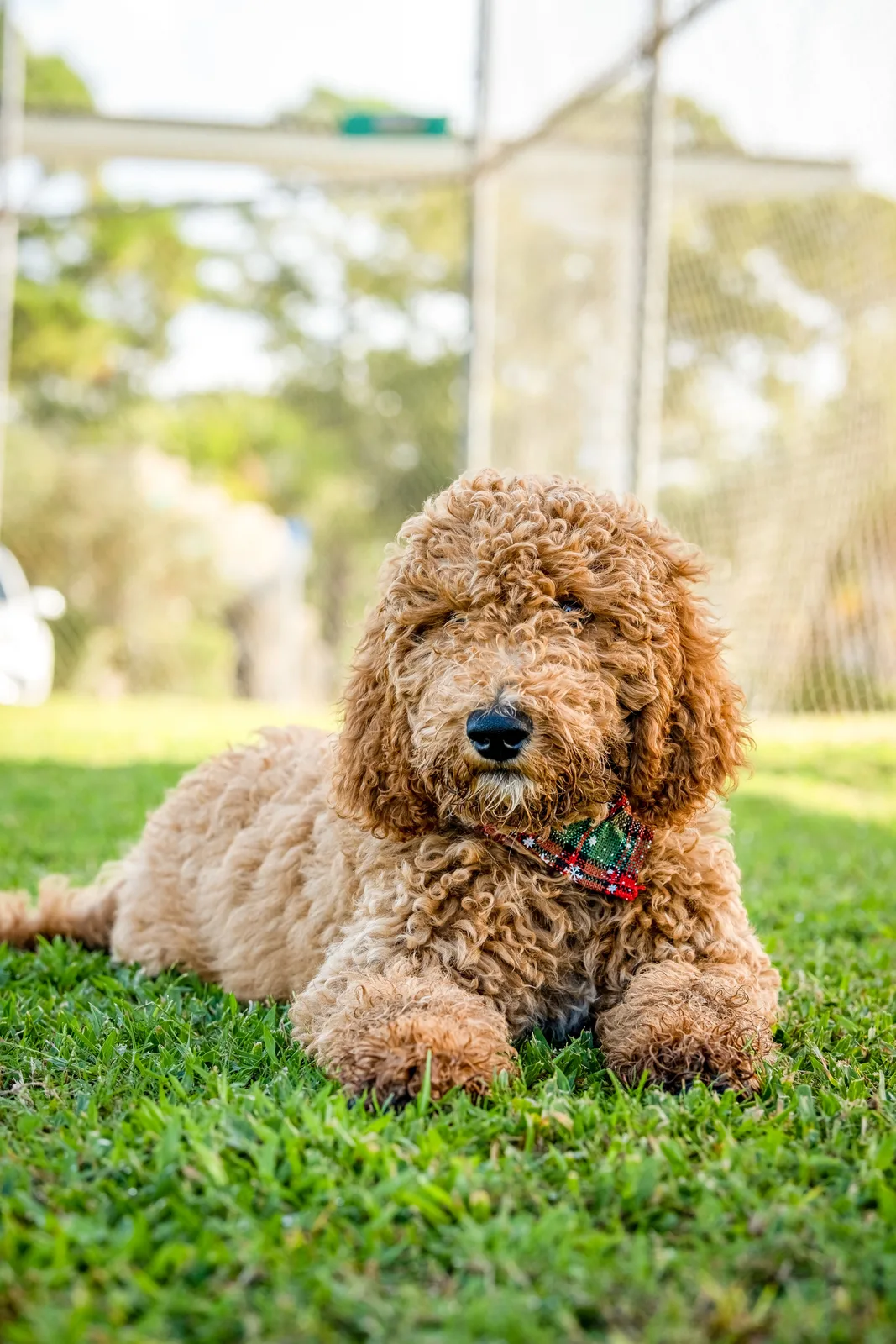 Gökçe — Goldendoodle