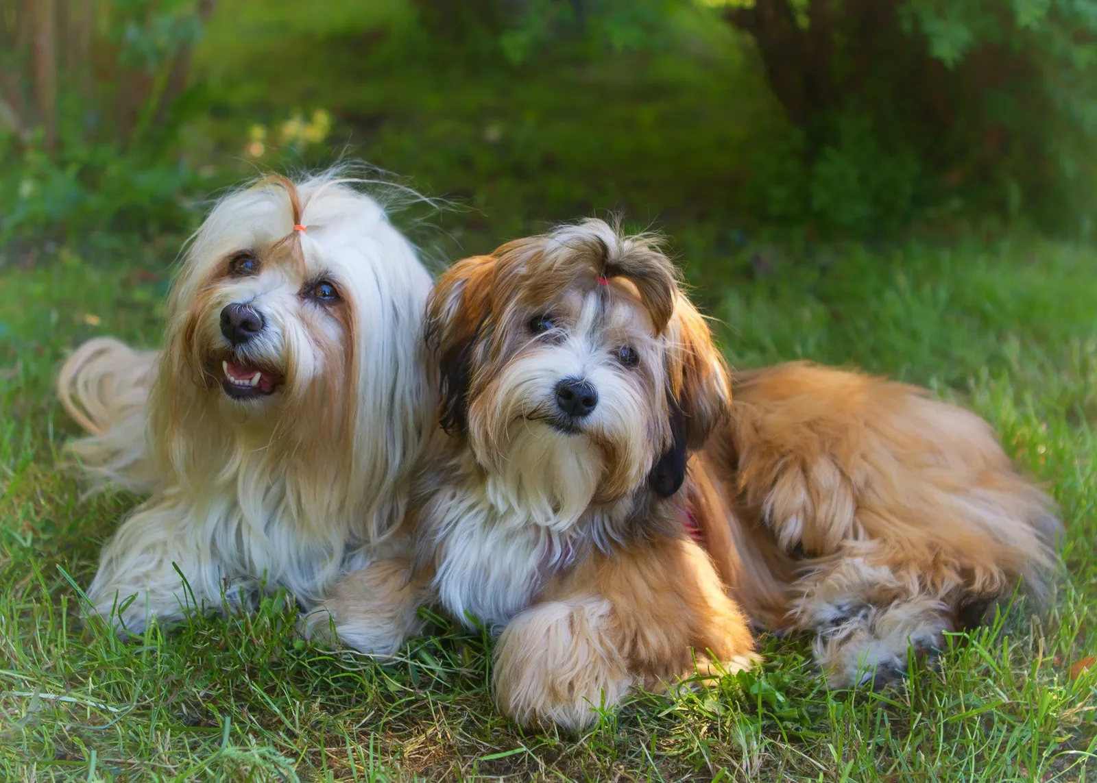 Şah — Havanese