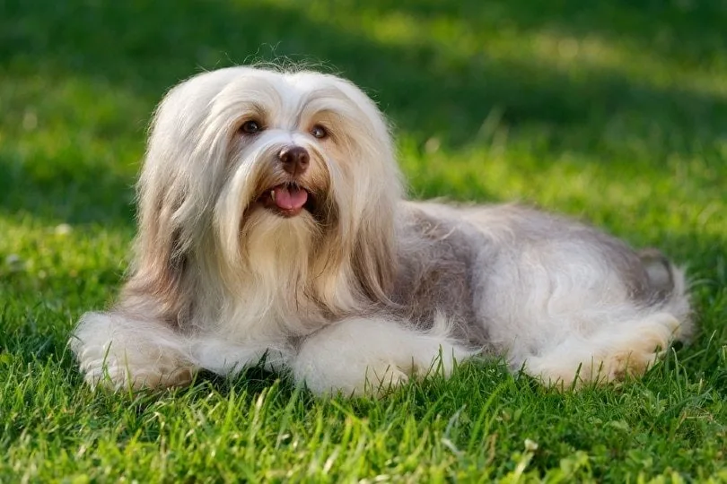 Nala — Havanese