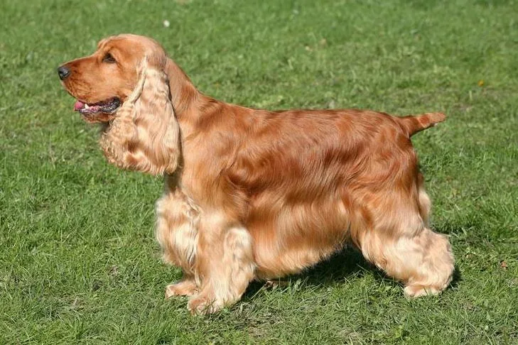 Alfa — İngiliz Cocker