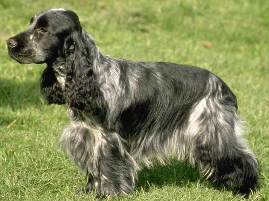 Şanslı — İngiliz Cocker
