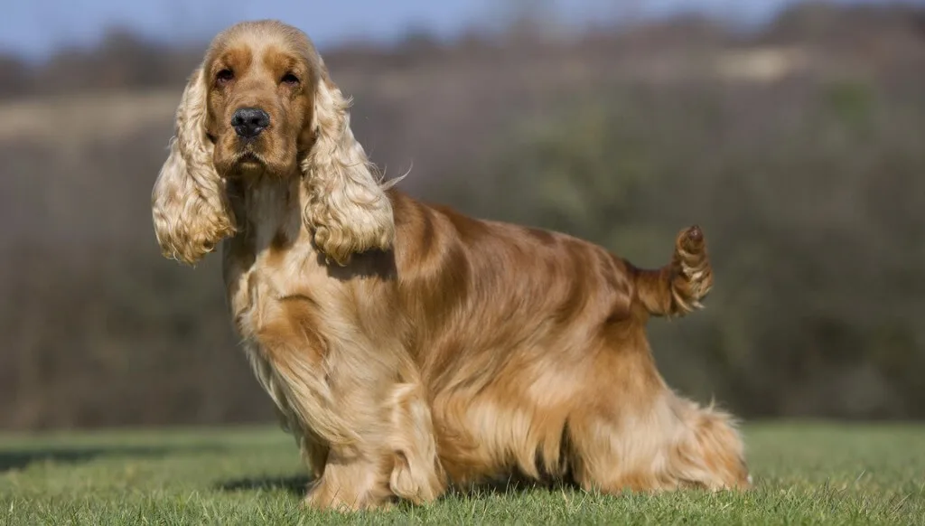 Rocky — İngiliz Cocker