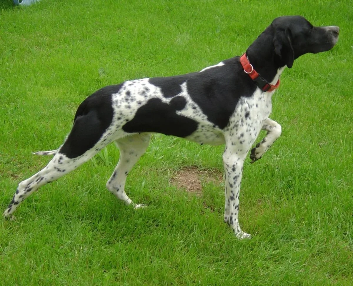 Bobi — İngiliz Pointer