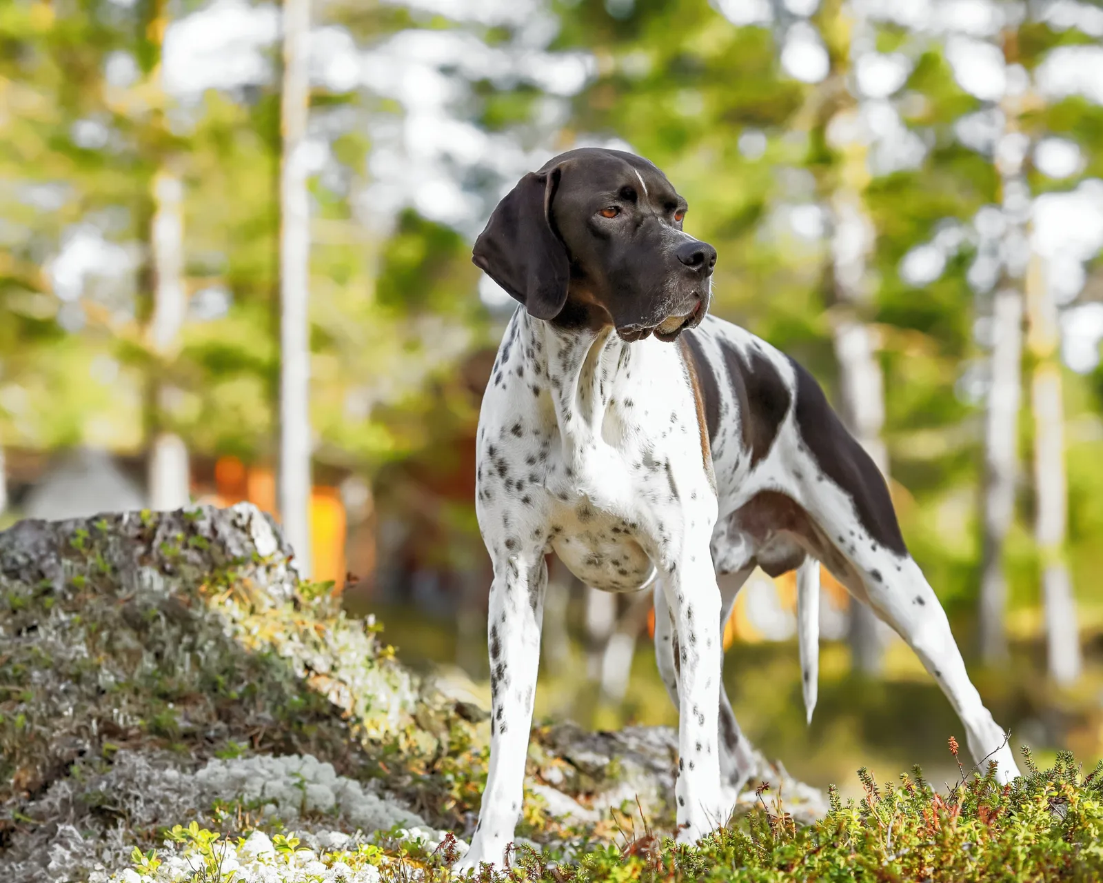 Pati — İngiliz Pointer