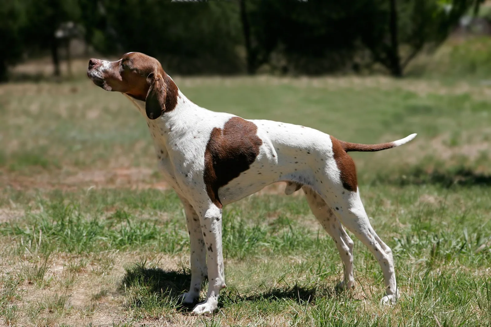 Gölge — İngiliz Pointer