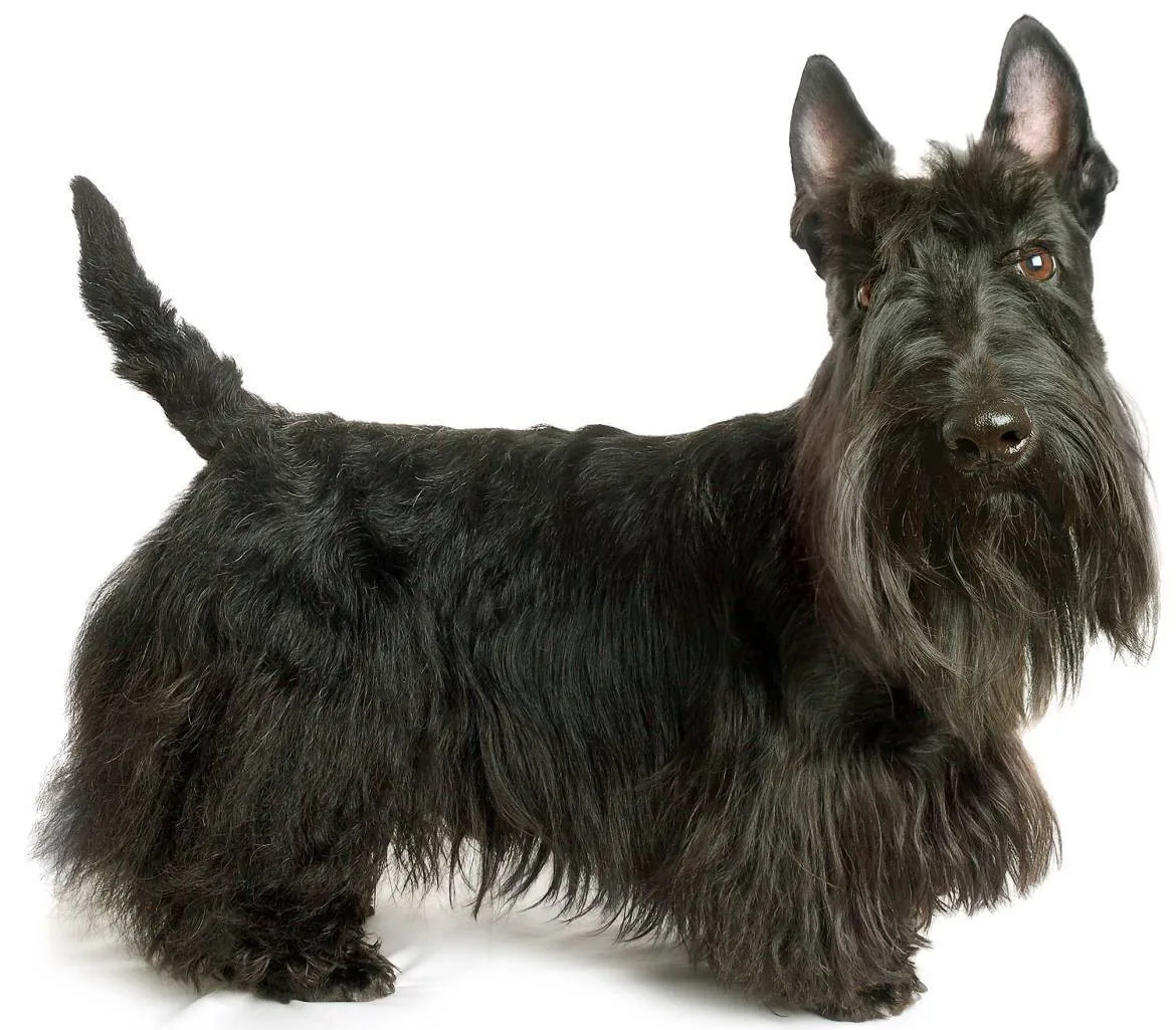 Sultan — İskoç Terrier (Scottish Terrier)