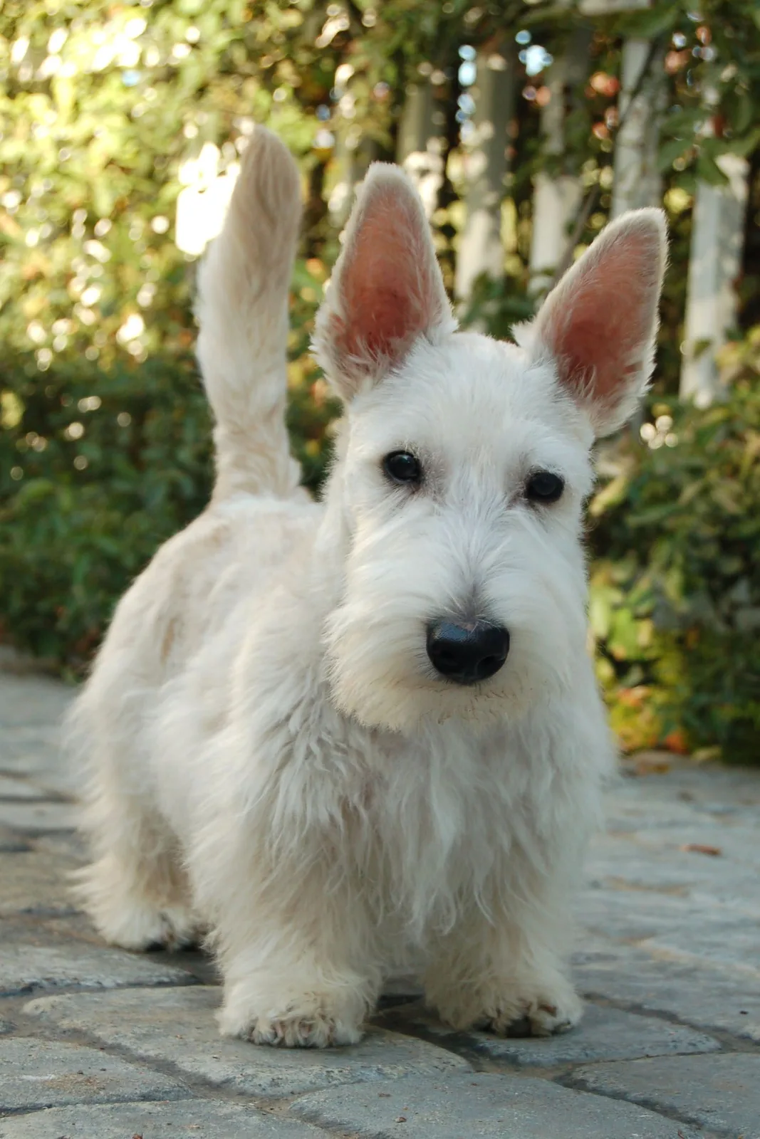 Alfa — İskoç Terrier (Scottish Terrier)