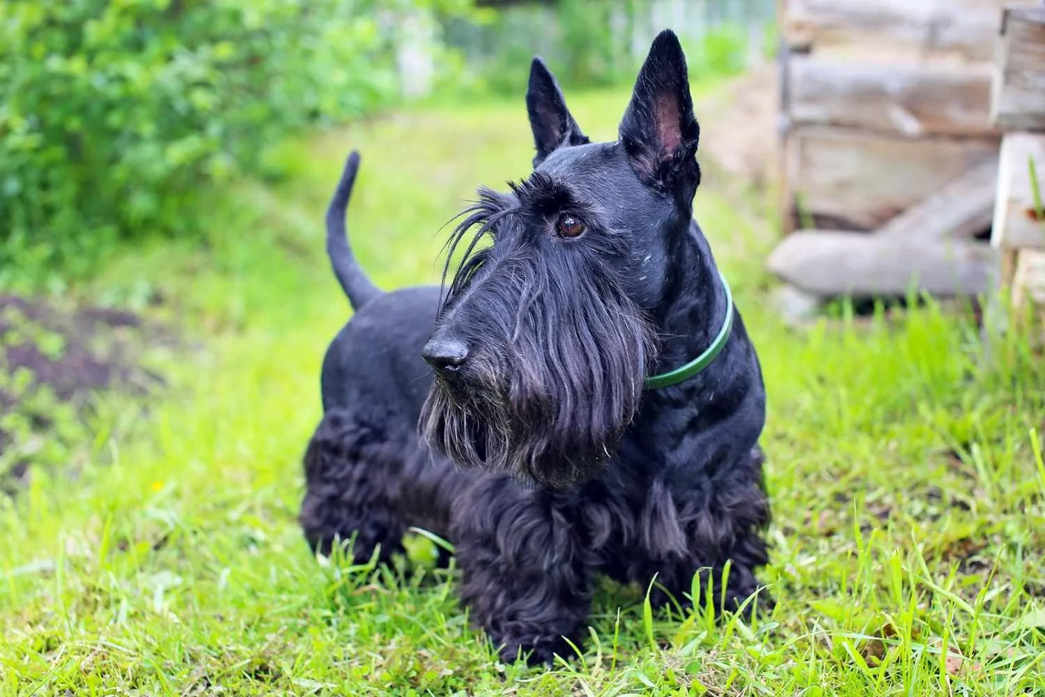 Çomar — İskoç Terrier (Scottish Terrier)