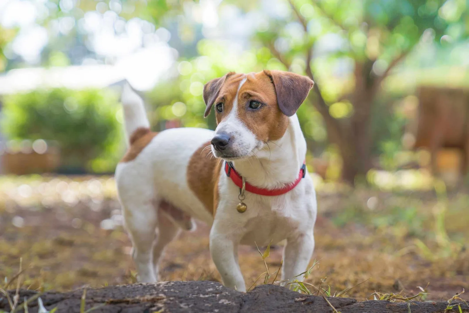 Bobi — Jack Russell Terrier