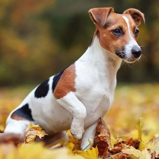 Duman — Jack Russell Terrier