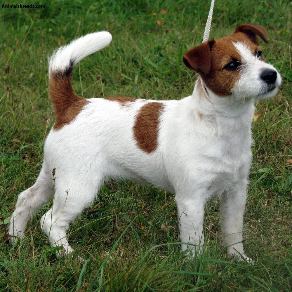 Odin — Jack Russell Terrier