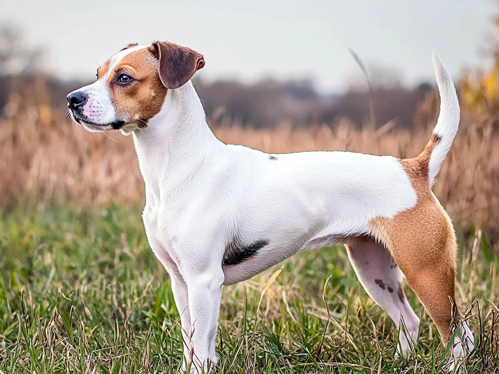 Karabaş — Jack Russell Terrier