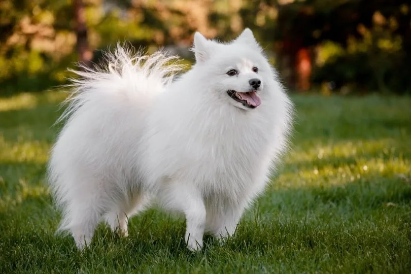 Güneş — Japon Spitz