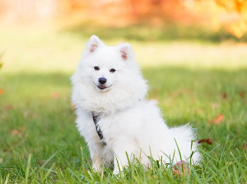 Çakıl — Japon Spitz