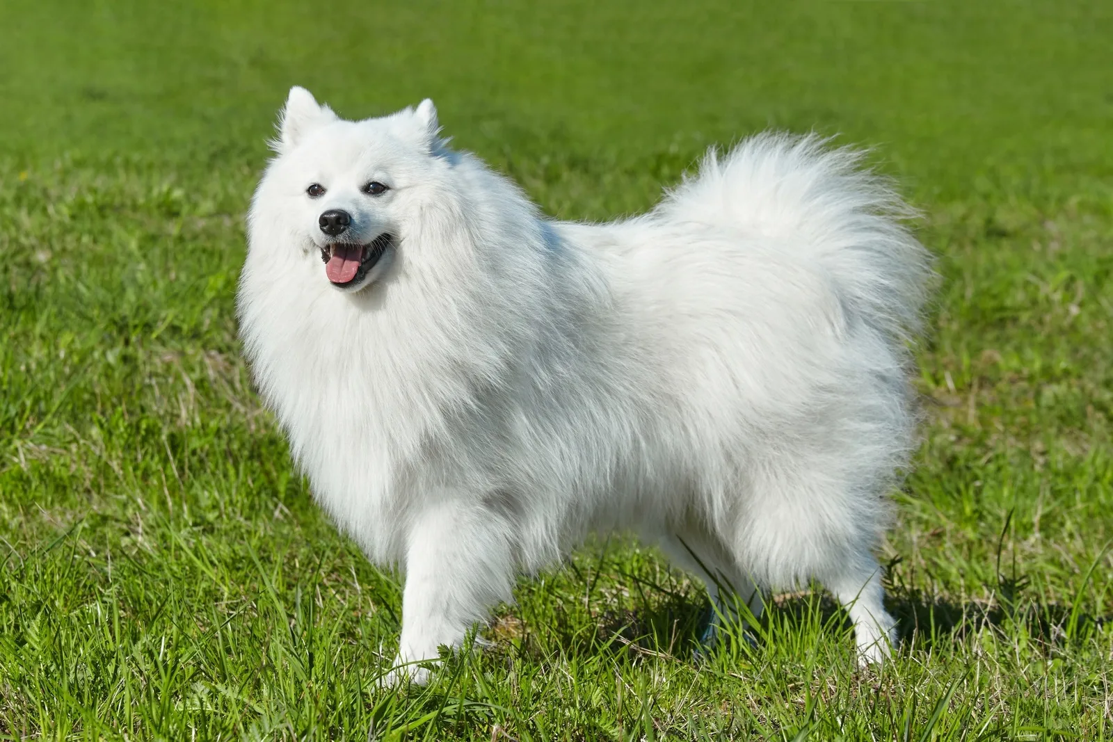 Şimşek — Japon Spitz