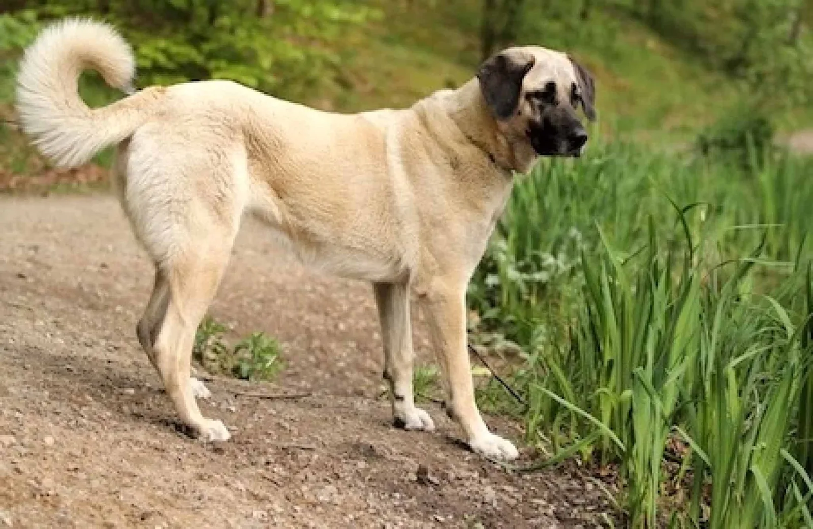 Maya — Kangal