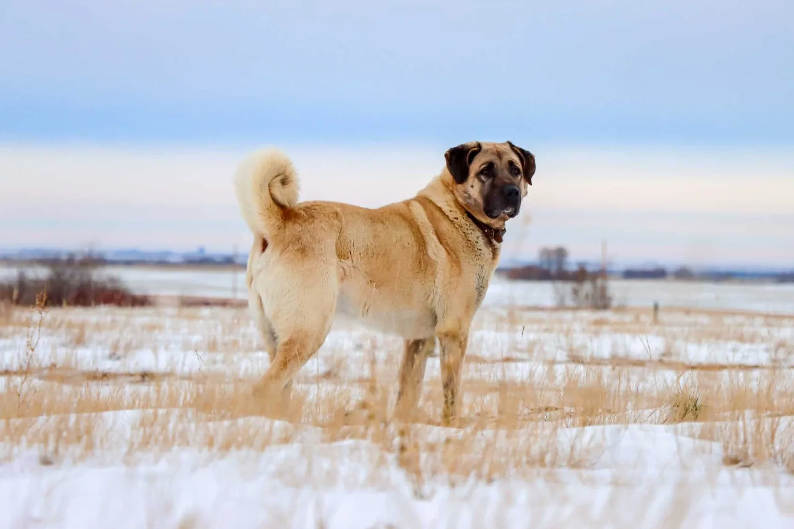 Oscar — Kangal