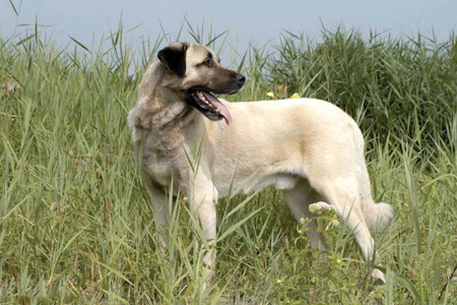 Reis — Kangal