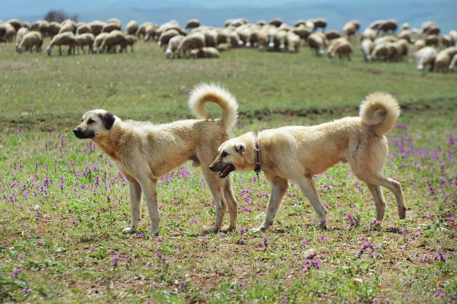 Pamuk — Kangal