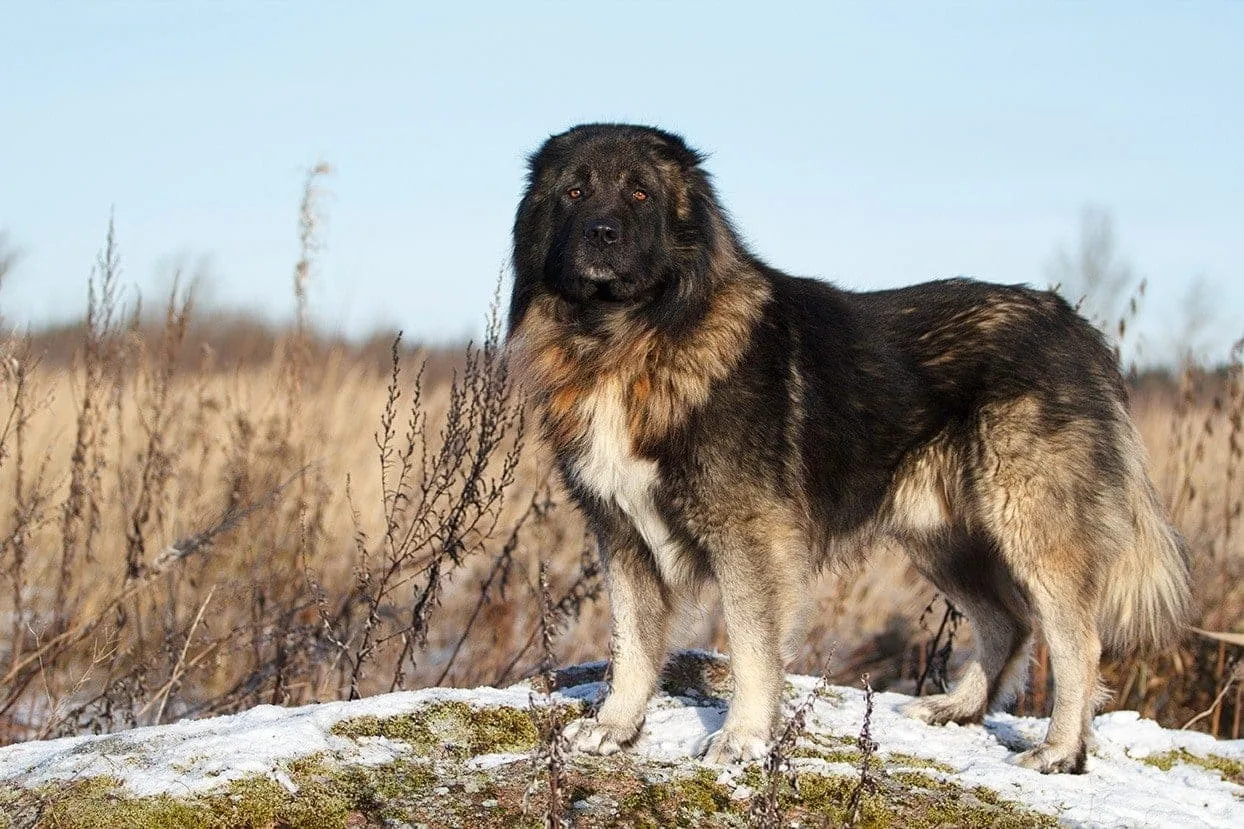 Coco — Kavkaz Çoban Köpeği (Caucasian Shepherd)