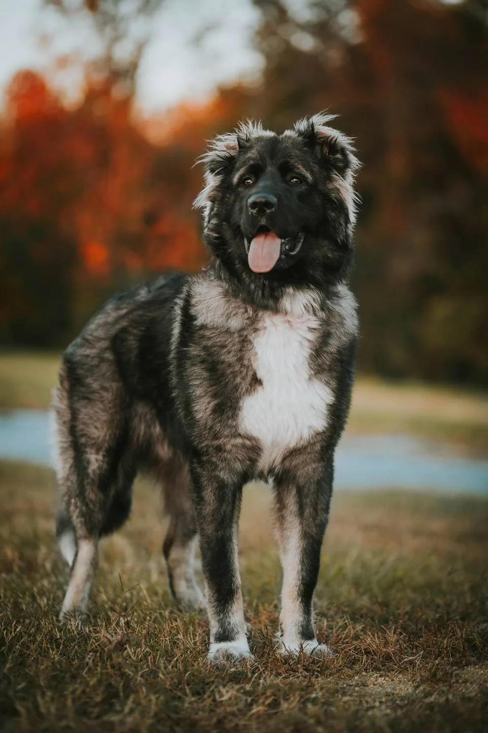 Bobi — Kavkaz Çoban Köpeği (Caucasian Shepherd)