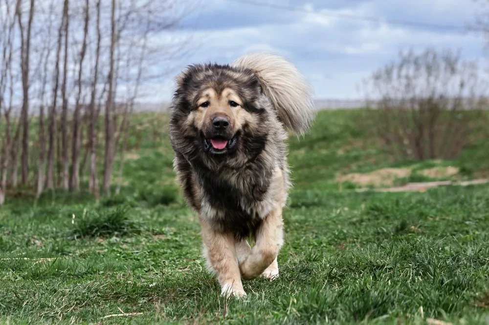 Çakıl — Kavkaz Çoban Köpeği (Caucasian Shepherd)