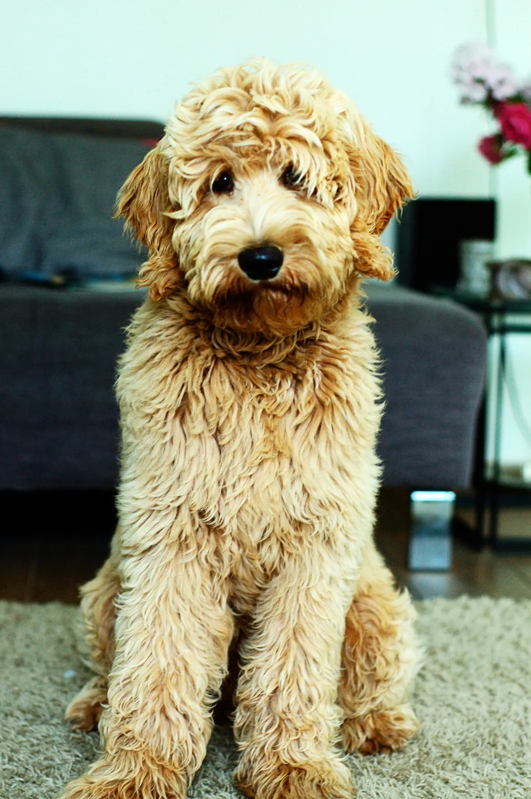 Vişne — Labradoodle