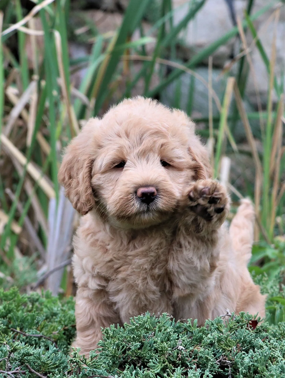 Badem — Labradoodle