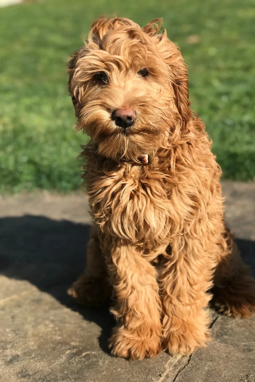 Oscar — Labradoodle