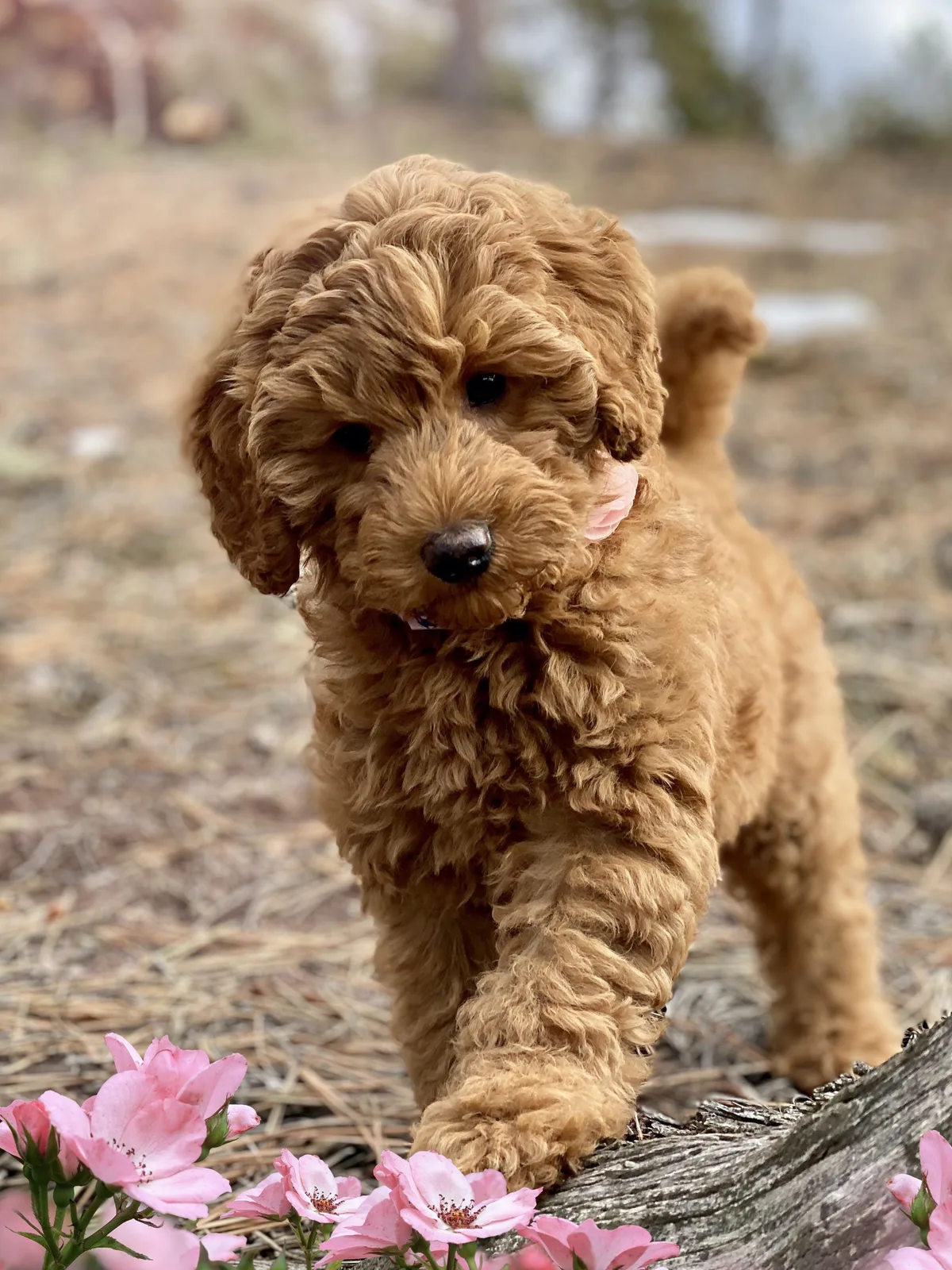 Zeus — Labradoodle