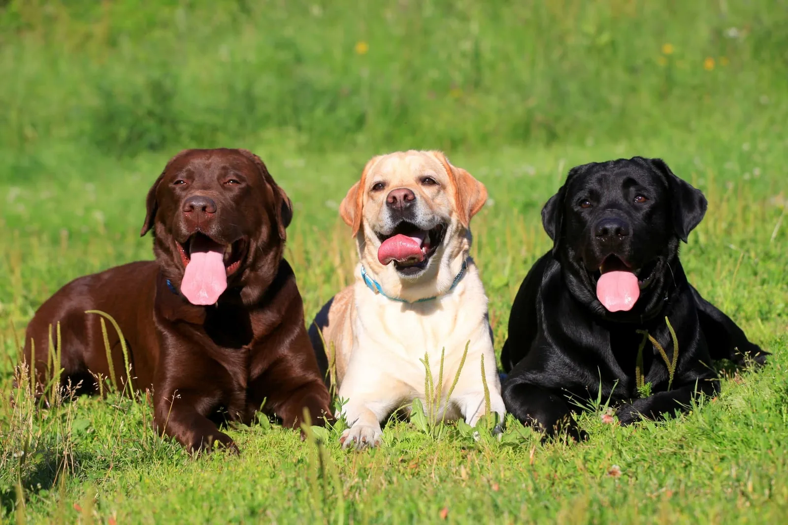 Rex — Labrador Retriever