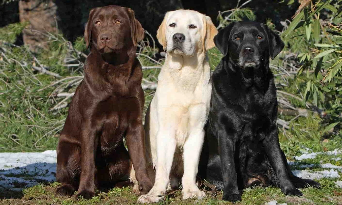 Barut — Labrador Retriever