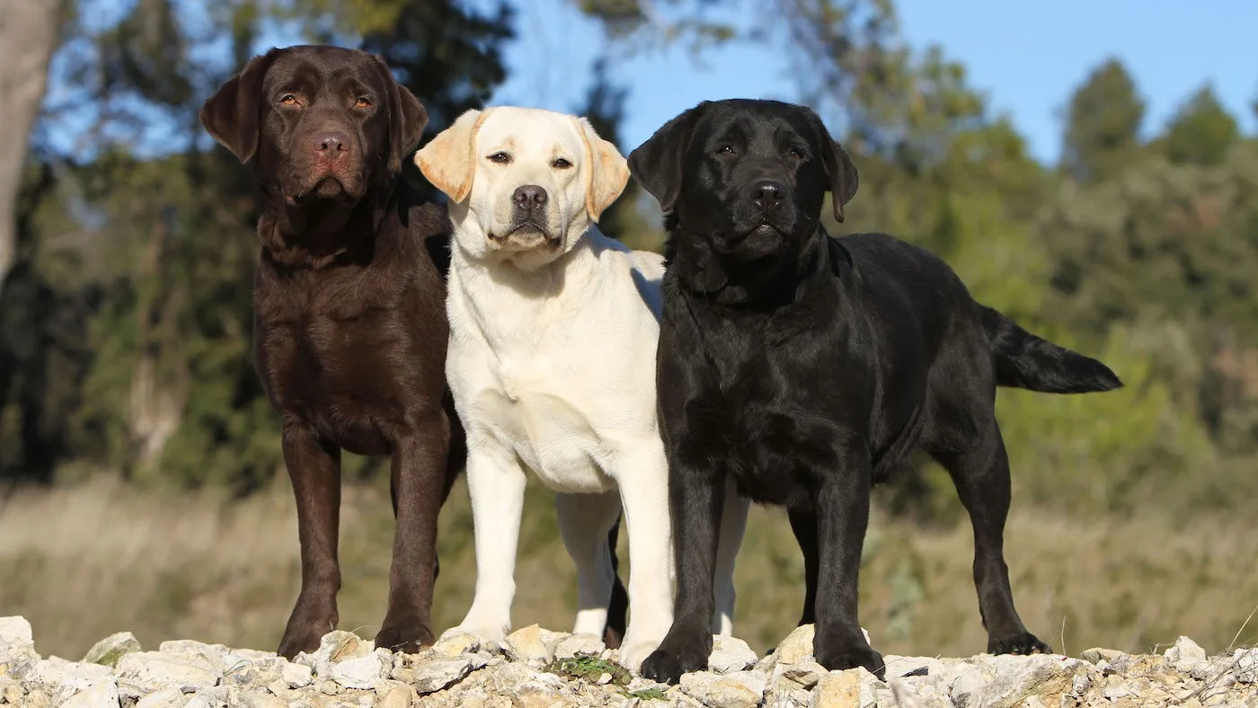 Ponçik — Labrador Retriever