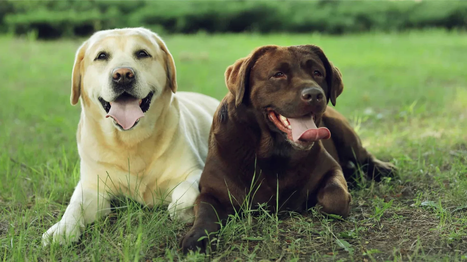 Gölge — Labrador Retriever